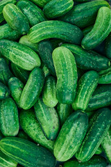 Close up of fresh organic green cucumbers.
