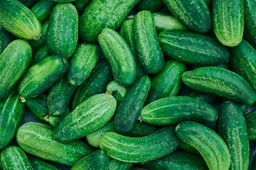 Close up of fresh organic green cucumbers.