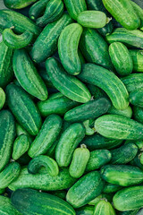 Close up of fresh organic green cucumbers.