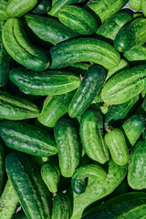 Close up of fresh organic green cucumbers.