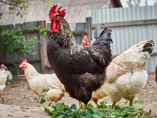 Free range chicken on a farm.
