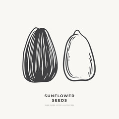 Hand-drawn sunflower seed, shelled and peeled. Botanical vintage drawing in engraving style. Design element for design of books, markets, packaging. Concept of organic food. Vector illustration.