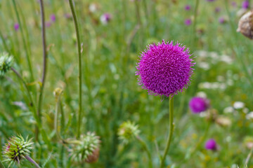 large thistle flower. medical plants