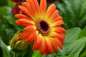 orange gerbera flower