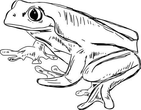 recommend clip art: Sketch drawing frog, Line art illustration of frog, Silhouette of frog
