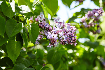 Beautiful lilac flowers branch on a green background, natural spring background. Blooming lilac bush with tender flower. Selective focus, blurred background