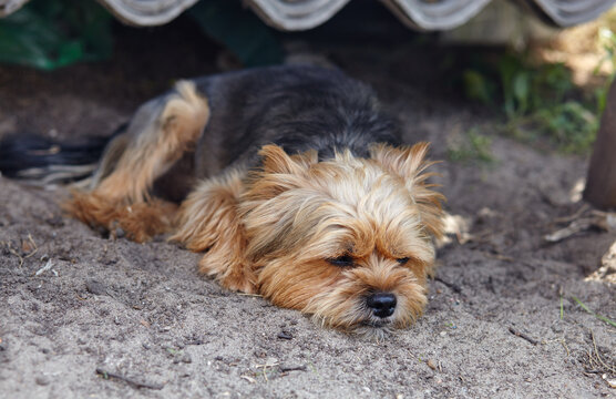 Yorkshire terrier laying down outdoors. Portrait of sad dog
