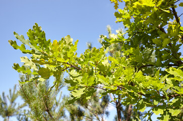 Oak branch with green leaves on a sunny day. Oak tree at summer. Blurred leaf background