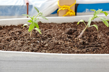 Tomato seedlings in plastic pots, closeup. Cultivation vegetables in ground indoors or greenhouse, selective focus