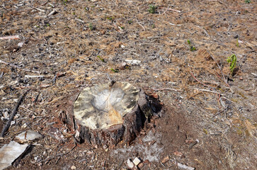 Tree stump in a bright forest. Tree stump after deforestation