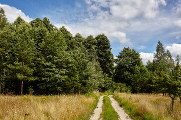 Dense forest against the sky and meadows. Beautiful landscape of a row of trees and blue sky background