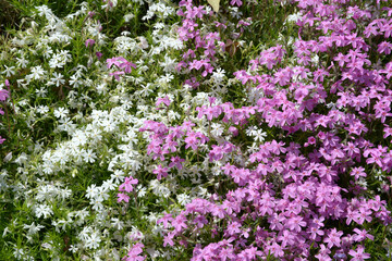 シバザクラ　花模様