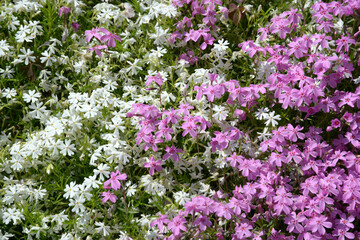 シバザクラ　花模様