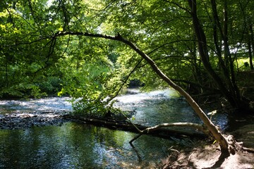 Spaziergang am Fluss im Wald bei Odenthal