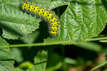 detailed close up of a Small emporer moth caterpillar (Saturnia pavonia)