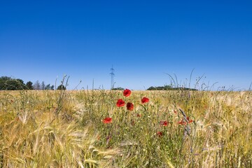 Feld mit Blumen im Sommer