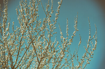 Cherry blossom on blue sky background in vintage style