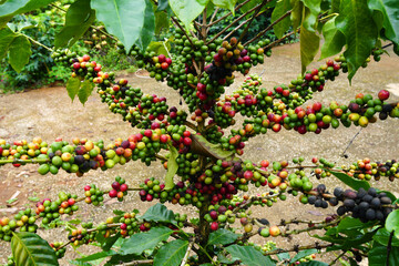 Selective Focus Arabica coffee seed on Coffee arabica tree is a species of flowering plant in the...