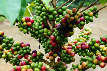 Selective Focus Arabica coffee seed on Coffee arabica tree is a species of flowering plant in the coffee and madder family Rubiaceae - local agriculture in northern pha hee village chiangrai thailand 