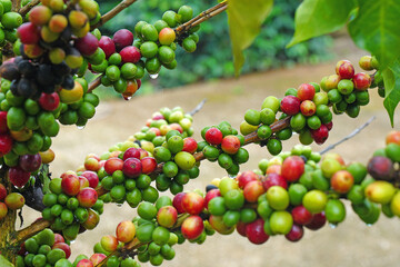Selective Focus Arabica coffee seed on Coffee arabica tree is a species of flowering plant in the...