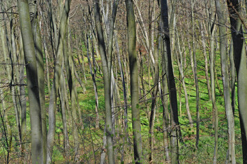 Forest in early spring, forest ecosystem