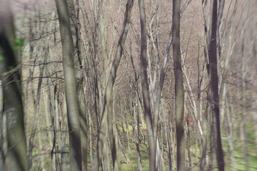 Obraz premium Forest in early spring, forest ecosystem