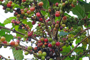 Selective Focus Arabica coffee seed on Coffee arabica tree is a species of flowering plant in the coffee and madder family Rubiaceae - local agriculture in northern pha hee village chiangrai thailand 