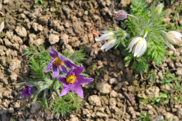 Beautiful anemone flowers - photo with motion effect, double exposure