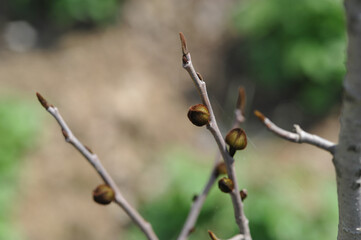 Asimina buds, beautiful blurred background