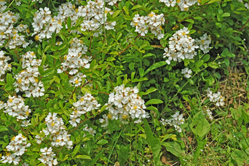 Beautiful and delicate multiflora rose flowers