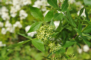 Gentle botanical - delicate leaves of the plant. Ptelea trifoliata flowers
