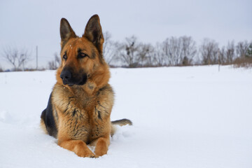 German Shepherd dog lying in the snow. German Shepherd Dog in winter. Dog performs the commands of the owner.