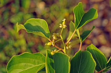 Gentle botanical - delicate leaves of the plant, blurred background