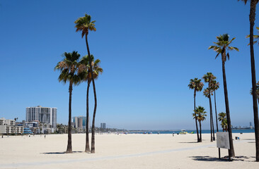 Palm trees at Long Beach, Los Angeles, California