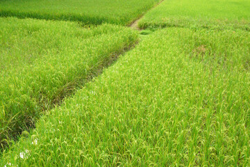 Green ripe rice plants in the rice green field - agricultural scene  - Harvest season in chiang rai thailand - Landscape green Nature abstract background 