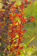 Beautiful red barberry leaves - gentle background