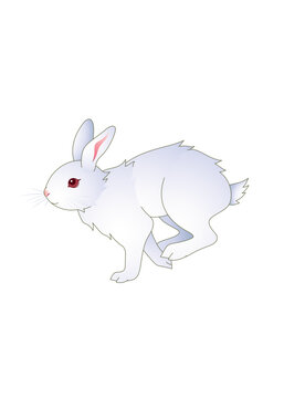 白うさぎ Images Browse 811 Stock Photos Vectors And Video Adobe Stock