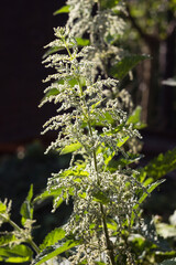 Blooming nettle (Urtica dioica) in the garden. Medicinal stinging plant