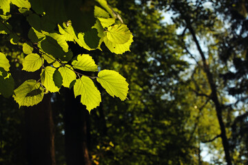 Branch with green leaves in the forest. Photo was taken 24 July 2022 year, MSK time in Russia.
