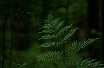 fern in the forest