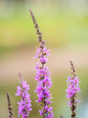 Obraz premium Summer Flowering Purple Loosestrife, Lythrum tomentosum on a green blured background.