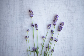 Flowering twig of lavender on wooden background with copy space.