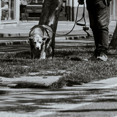 Dog going for a walk, black and white street photography
