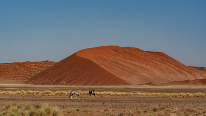 huge sand dunes in the Namib Desert with Oryx antelope trees in the foreground of Namibia