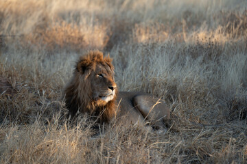a large lion searching for prey in the grasslands of the Kalahari Desert in Namibia.