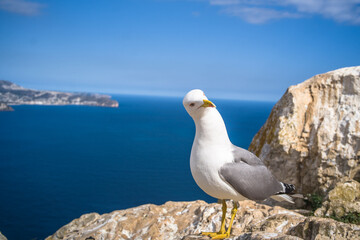 Mediterranean gull up close with the sea, mountains and the city of Calpe in the background