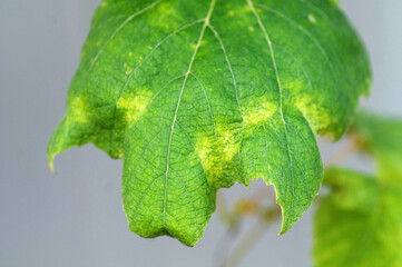 A vine leaf affected by a dangerous disease. Close-up photo.