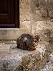 Street cats in Dubrovnik