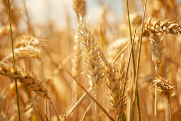 Close-up golden ears of wheat, sunny day view