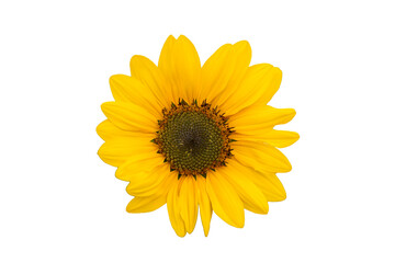 Sunflower isolated. Yellow blooming bud on a white background. Summer, sun, agriculture concept.